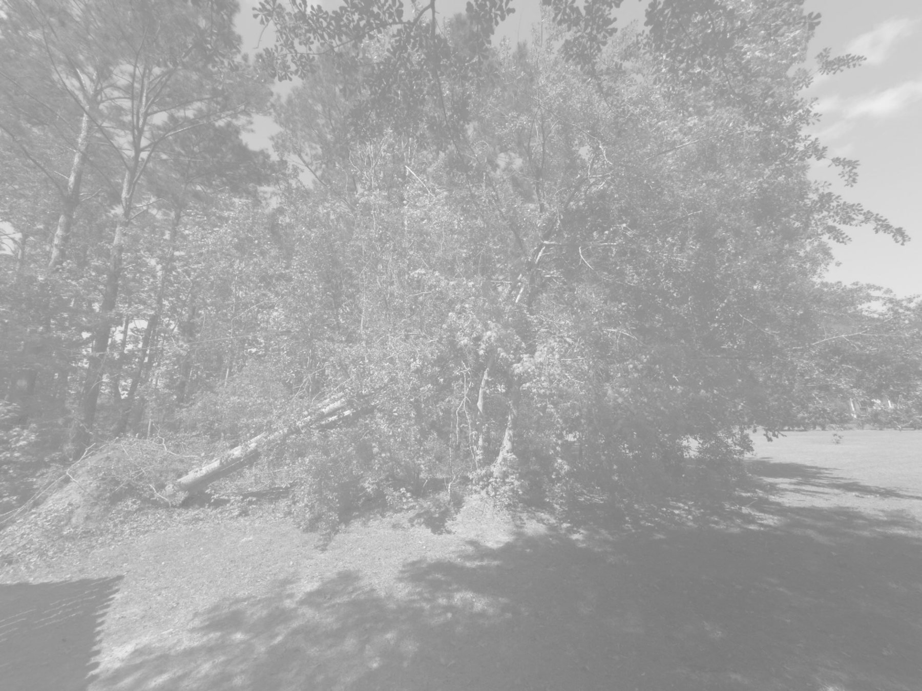 Overgrown property being evaluated before clearing work