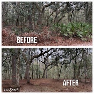 Dense palmetto and briar underbrush before mulching