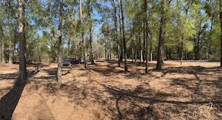 Wide cleared wooded lot with mature trees left standing after underbrush removal