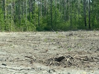 Forestry mulcher grinding underbrush and throwing wood chips