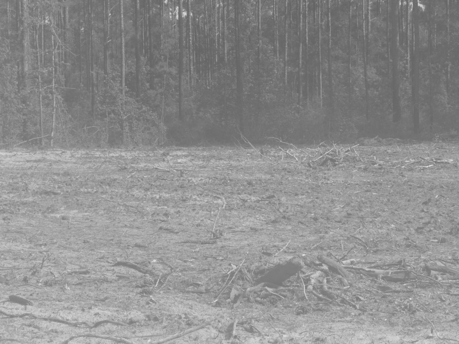 Cleared lot with debris windrowed for processing