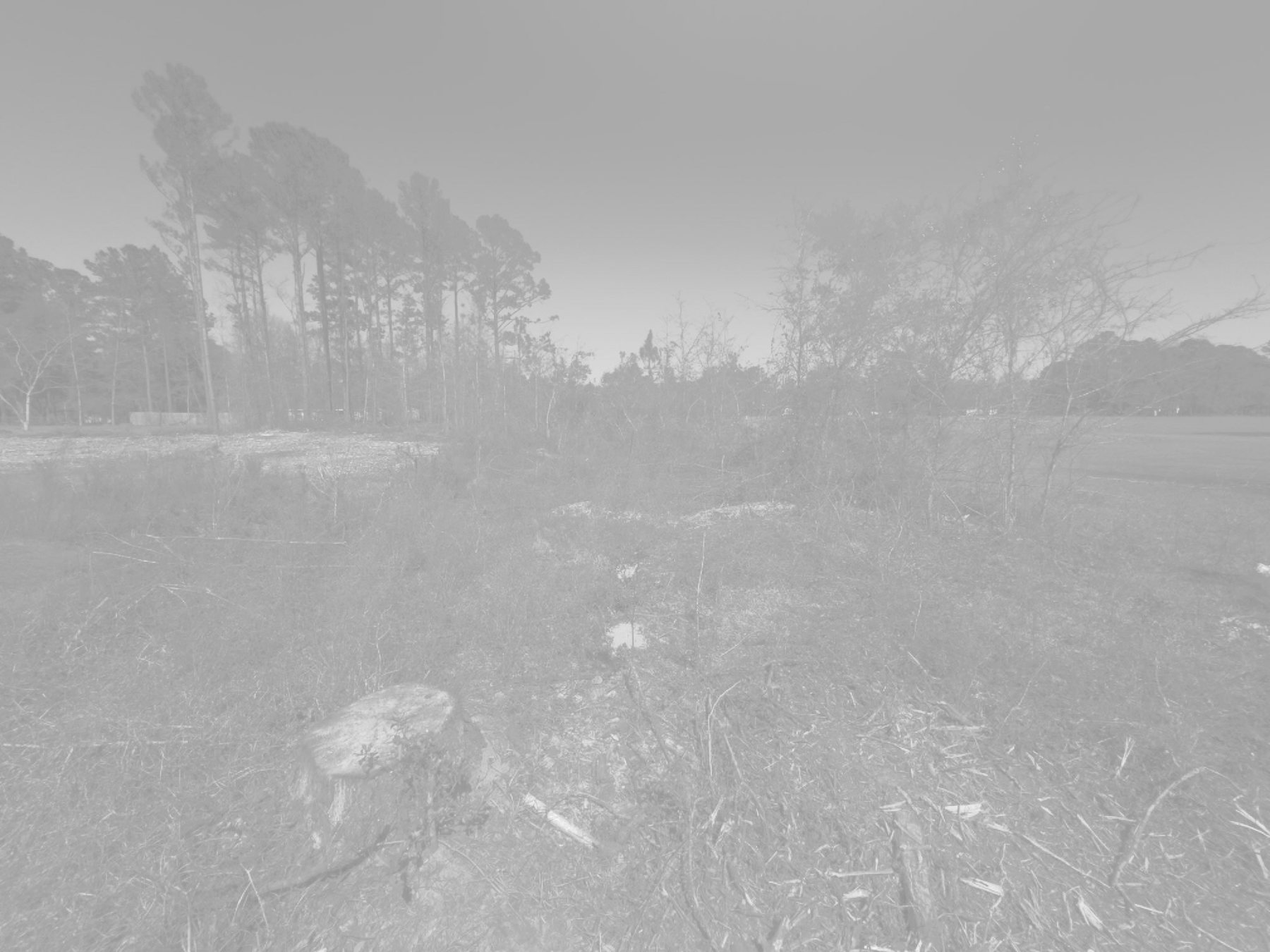Shaded overgrown lot before clearing