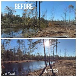 Overgrown pond edge before clearing