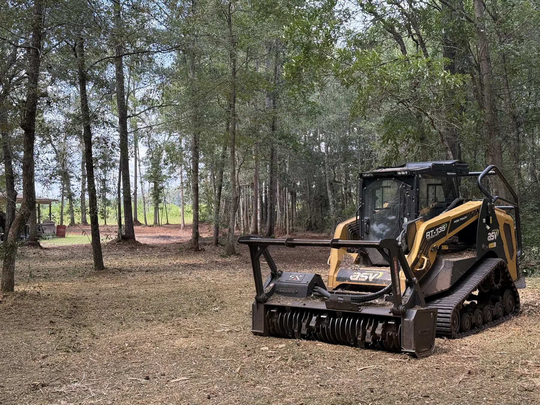 Thinned pine stand with the underbrush removed