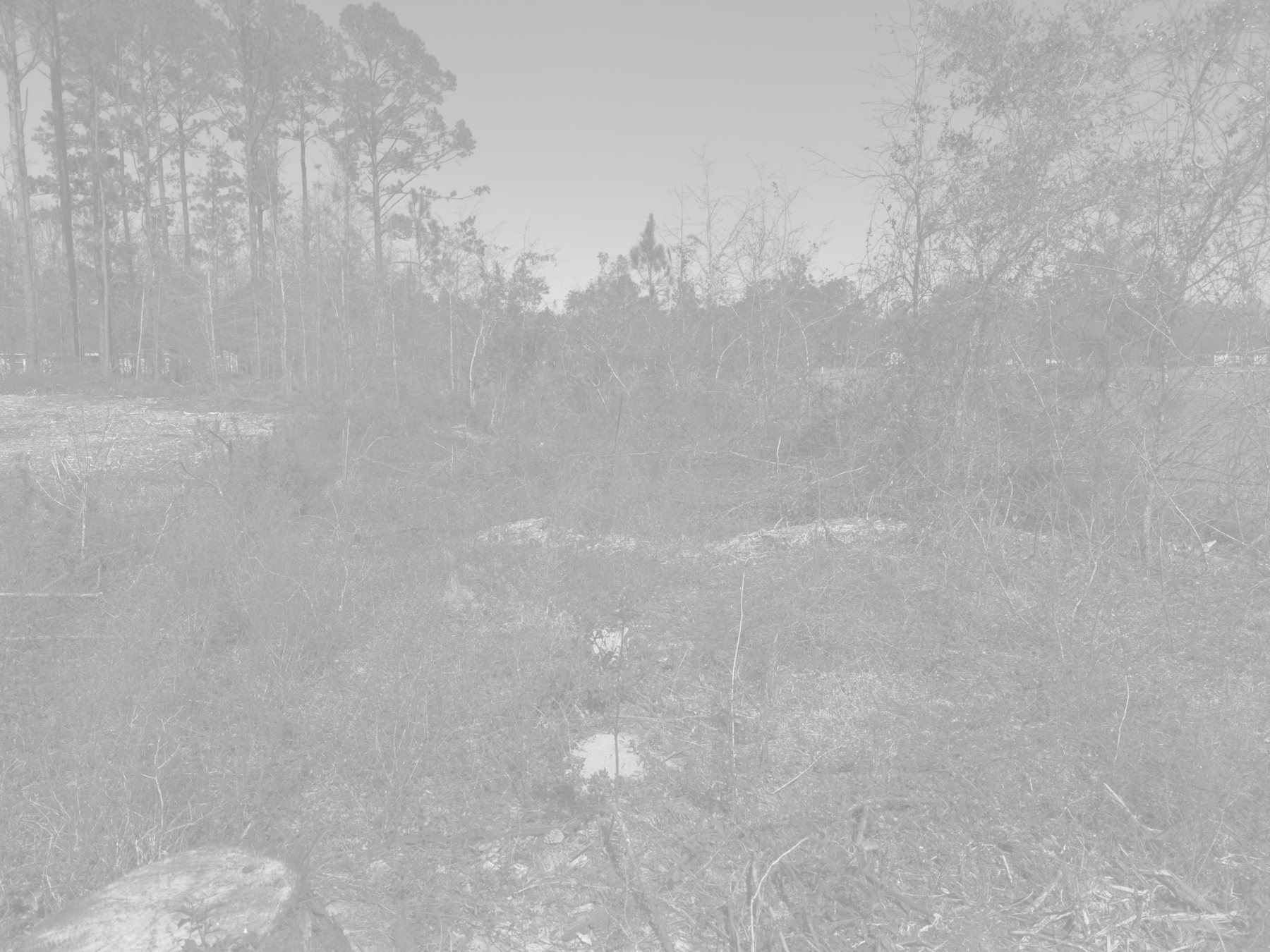 Cleared homesite surrounded by standing pine timber
