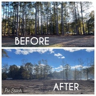 Open reclaimed pasture with scattered mature oaks after forestry mulching